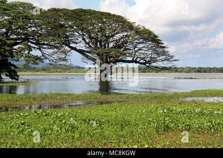 Des arbres géants et la jacinthe d'eau au Sri Lanka Banque D'Images