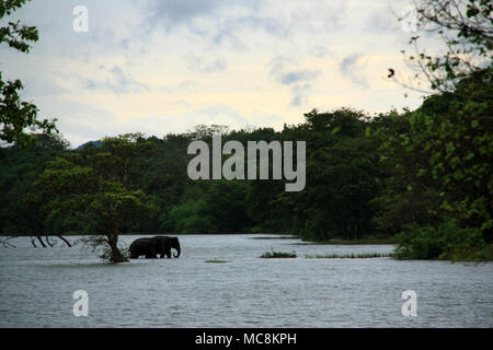 Deux éléphants sauvages venant du lac et cap la forêt Banque D'Images