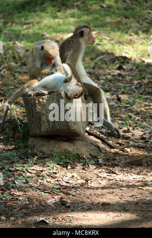 Toque Macaques dans l'ancienne cité de Polonnaruwa, Sri Lanka Banque D'Images