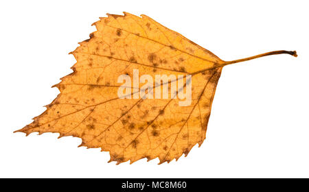 L'arrière de la feuille jaune pourri tombé de Birch Tree isolé sur fond blanc Banque D'Images