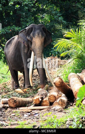 Un homme d'éléphants du Sri Lanka avec longues défenses utilisé comme animal de travail au Sri Lanka, Pinnawala Banque D'Images