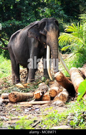 Un homme d'éléphants du Sri Lanka avec longues défenses utilisé comme animal de travail au Sri Lanka, Pinnawala Banque D'Images