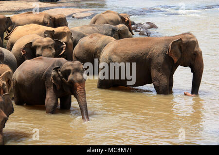 Une fois par jour les éléphants qui vivent à l'Orphelinat Pinnawala Elephant sont conduits à la rivière pour prendre un bain et de jouer dans la rivière. Banque D'Images