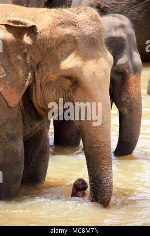 Une fois par jour les éléphants qui vivent à l'Orphelinat Pinnawala Elephant sont conduits à la rivière pour prendre un bain et de jouer dans la rivière. Banque D'Images