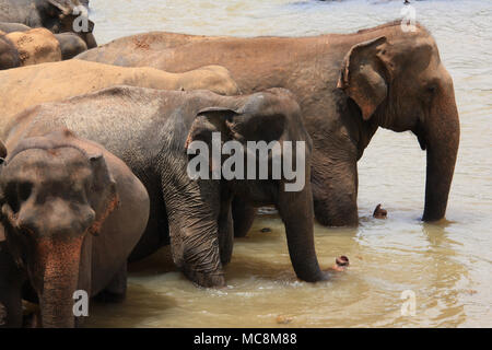 Une fois par jour les éléphants qui vivent à l'Orphelinat Pinnawala Elephant sont conduits à la rivière pour prendre un bain et de jouer dans la rivière. Banque D'Images