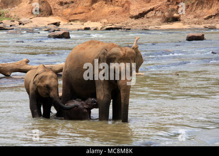 Une fois par jour les éléphants qui vivent à l'Orphelinat Pinnawala Elephant sont conduits à la rivière pour prendre un bain et de jouer dans la rivière. Banque D'Images