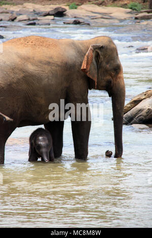 Une fois par jour les éléphants qui vivent à l'Orphelinat Pinnawala Elephant sont conduits à la rivière pour prendre un bain et de jouer dans la rivière. Banque D'Images