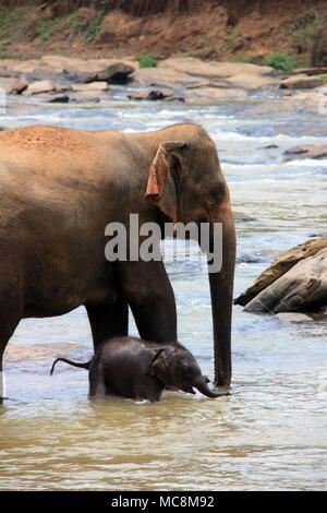 Une fois par jour les éléphants qui vivent à l'Orphelinat Pinnawala Elephant sont conduits à la rivière pour prendre un bain et de jouer dans la rivière. Banque D'Images