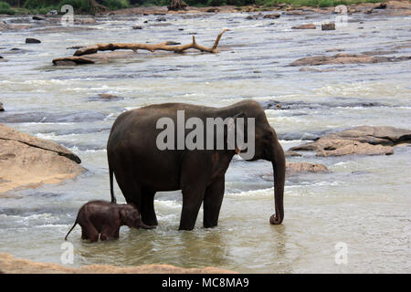 Une fois par jour les éléphants qui vivent à l'Orphelinat Pinnawala Elephant sont conduits à la rivière pour prendre un bain et de jouer dans la rivière. Banque D'Images