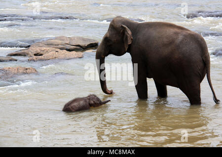 Mignon bébé éléphant et mère de prendre un bain à l'Orphelinat Pinnawala Elephant au Sri Lanka Banque D'Images