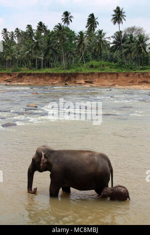 Une fois par jour les éléphants qui vivent à l'Orphelinat Pinnawala Elephant sont conduits à la rivière pour prendre un bain et de jouer dans la rivière. Banque D'Images