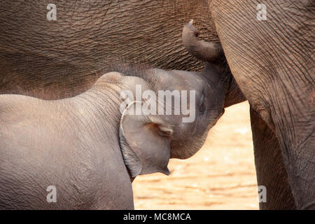 Cute Baby Elephant Suckling le lait de mère en Sri Lanka, Pinnawala Banque D'Images