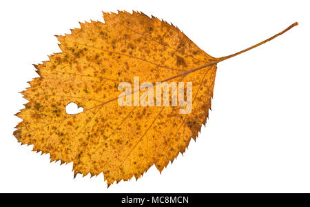 L'arrière de la feuille séchée holey d'aubépine arbre isolé sur fond blanc Banque D'Images