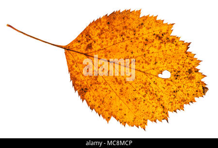 Holey de feuilles séchées de l'aubépine arbre isolé sur fond blanc Banque D'Images