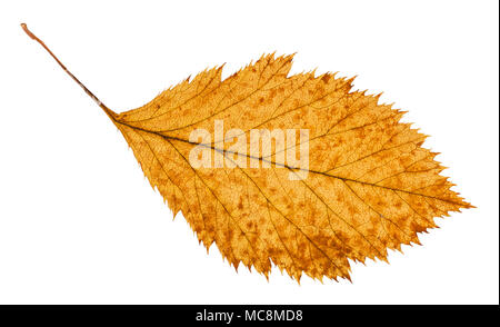 Rotten de feuilles séchées de l'aubépine arbre isolé sur fond blanc Banque D'Images