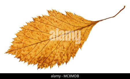 Le côté arrière de la pourriture de feuilles séchées de l'aubépine arbre isolé sur fond blanc Banque D'Images