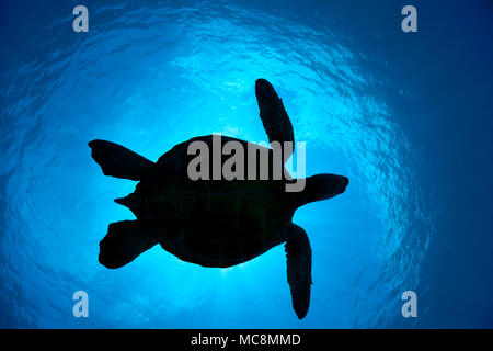 La silhouette d'un grand tortue verte, Chelonia mydas, une espèce en voie de disparition, passe au-dessus de lui à une station de nettoyage de l'Ouest de Maui, Hawaii. Banque D'Images