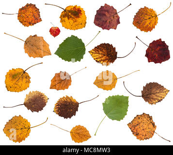 Ensemble de plusieurs feuilles de tremble isolé sur fond blanc Banque D'Images