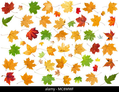 Ensemble de feuilles de divers arbres d'érable isolé sur fond blanc Banque D'Images