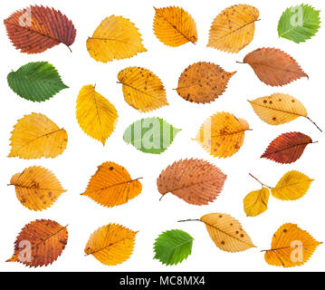 Ensemble de plusieurs feuilles d'ormes isolé sur fond blanc Banque D'Images