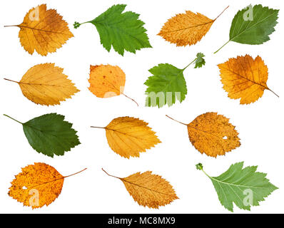 Ensemble de feuilles de divers arbres aubépine isolé sur fond blanc Banque D'Images