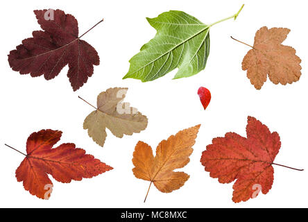 Ensemble de feuilles de divers arbres de la viorne isolé sur fond blanc Banque D'Images