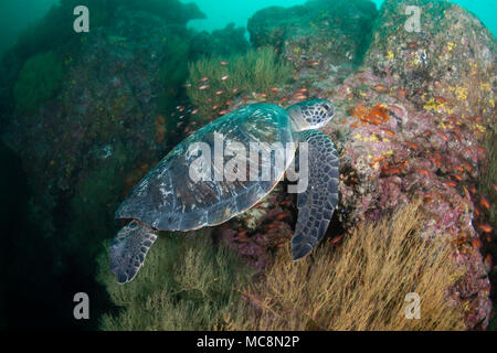 Une espèce menacée, la tortue verte, Chelonia mydas, au Gordon Rocks, archipel des Galapagos (Équateur). Banque D'Images