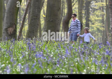 Les gens marchent en Wanstead Park dans la forêt d'Epping, East London. Banque D'Images