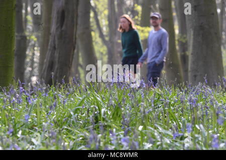 Les gens marchent en Wanstead Park dans la forêt d'Epping, East London. Banque D'Images