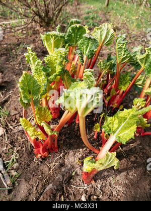 Les tiges rouges de la rhubarbe forcée au début du printemps dans un jardin potager. Banque D'Images