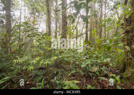 Les jeunes Podocarpus arbre qui pousse dans la forêt tropicale de montagne brumeuse haut sur un plat en grès recouvert Tepuy (montagne) au-dessus de Rio Nangaritza, le sud de l'Équateur Banque D'Images