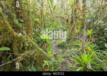 L'intérieur de la forêt montagnarde moussus. En haut d'une télévision (Tepuy de grès recouvert de montagne), qui abrite de nombreuses espèces endémiques, au-dessus de la vallée Rio Nangaritza dans t Banque D'Images