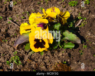Fleur jaune pansy après une gelée. Banque D'Images