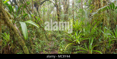 Intérieur de la mousse de forêt tropicale de montagne avec de nombreux broméliacées terrestres. En haut d'une télévision (Tepuy de grès recouvert) au-dessus de la montagne dans la vallée de Rio Nangaritza Banque D'Images