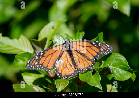 Le papillon monarque atterrissage sur un buisson dans un jardin de papillons. Banque D'Images