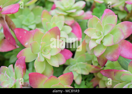 Close up of aeonium succulentes en pot feuilles rouge rose Banque D'Images