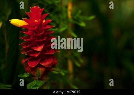 Belle inflorescence rouge avec fleur jaune d'Costus comosus, tour rouge et gingembre Banque D'Images