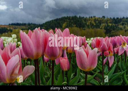 Champs de tulipes d'Amsterdam, l'État de Washington Banque D'Images
