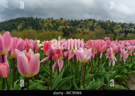 Champs de tulipes d'Amsterdam, l'État de Washington Banque D'Images