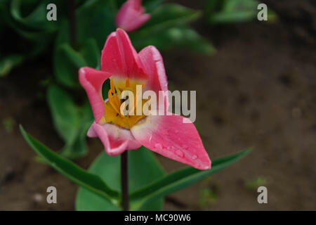 Champs de tulipes d'Amsterdam, l'État de Washington Banque D'Images