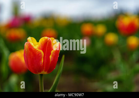Champs de tulipes d'Amsterdam, l'État de Washington Banque D'Images