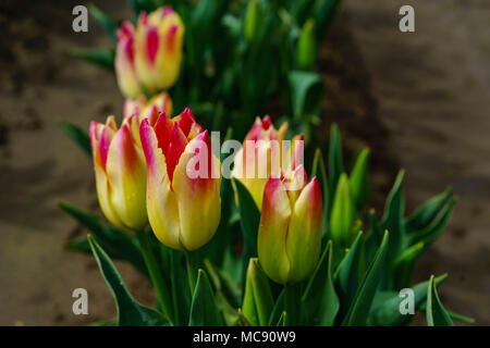 Champs de tulipes d'Amsterdam, l'État de Washington Banque D'Images