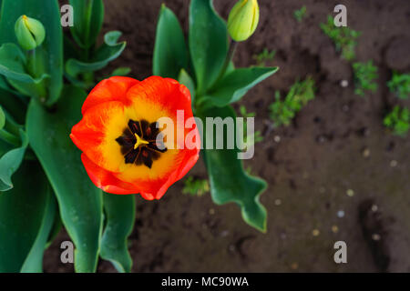 Champs de tulipes d'Amsterdam, l'État de Washington Banque D'Images