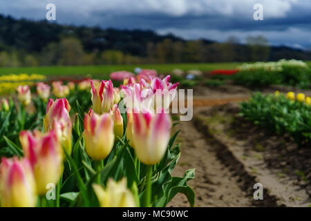 Champs de tulipes d'Amsterdam, l'État de Washington Banque D'Images