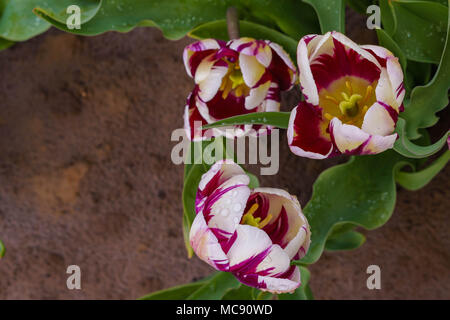 Champs de tulipes d'Amsterdam, l'État de Washington Banque D'Images