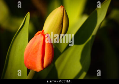 Deux nouvelles tulipes dans le jardin Banque D'Images