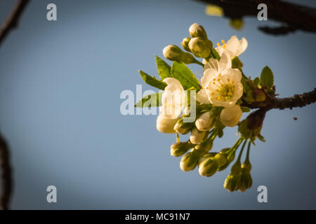 Fleurs de cerisier en fleurs sur fond de ciel bleu Banque D'Images