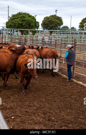 Vente de bétail en rouge les stylos à Wagga Wagga vente m Banque D'Images