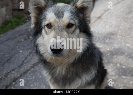 Mixed breed dog cute genre tête yeux close up Banque D'Images
