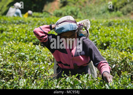 Portrait d'un horizontal préparateur de thé à Nuwara Eliya, Sri Lanka. Banque D'Images